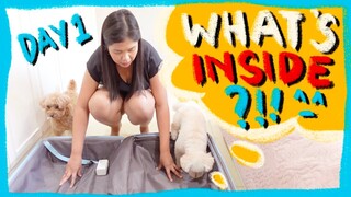 10K Subscribers & Traveling with Toy Poodles| Day 1- Packing | The Poodle mom