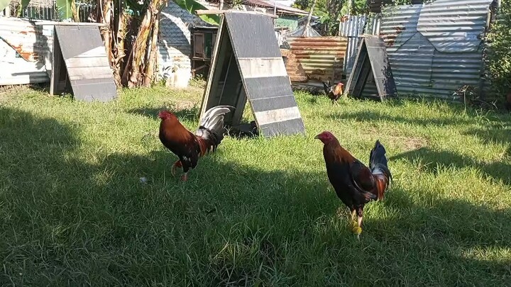 laban #gamefowl #manokpanabong #cock # stag #bulldtag