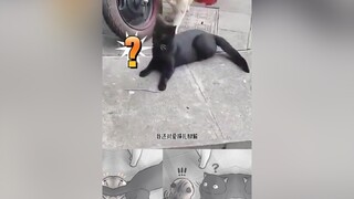 Phải chăng là chuyện tình tay 3 cẩu huyết🤣 mèo cute foryou