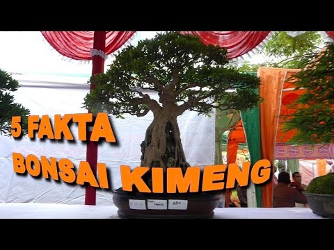 5 FAKTA MENARIK DARI BONSAI KIMENG