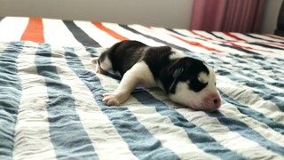 Husky Mang Bầu Năm Con Nhưng Chỉ Một Con Còn Sống