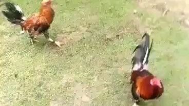 Mag kapatid