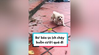 Bư gọi mãi ko thấy đâu. cunyeucuadua chó chócon chókhôn chócute chó_cưng chócon chókhôn chómèo xuhuong fyp