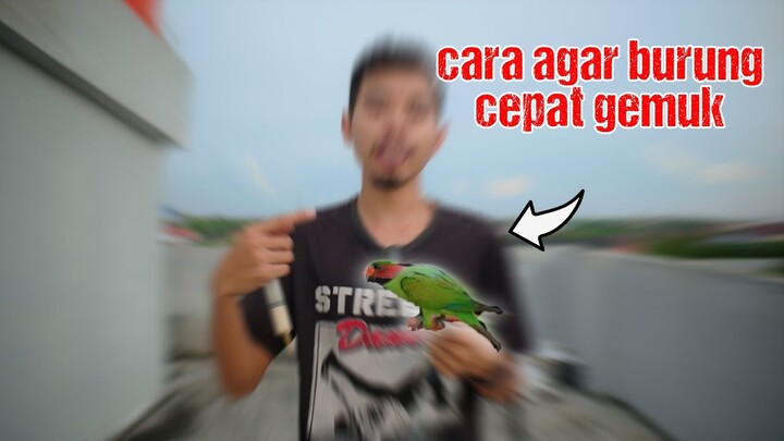 ini rahasianya !!! cara bikin burung cepat gemuk, cerdas dan jinak