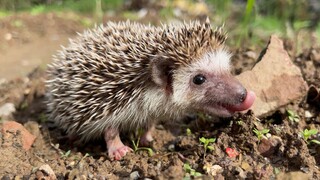 Hedgehog: I can't believe it!  I used a human dryer!