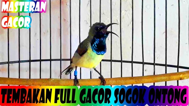 Masteran Sogok Ontong Gacor Full Tembakan...!!!