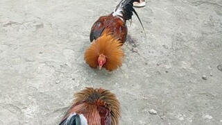 Cock 3yrs old. itim tahid dilaw paa med size peacomb. 2500 dasma cavite