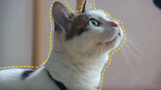 [Mashup/Trailer Người nhện] Chị là một nàng mèo, hấp dẫn gay cấn