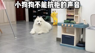 小狗狗不能抗拒的声音！