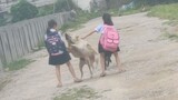 Ketika gadis kecil itu pulang dari sekolah, dia disambut oleh tiga ekor anjing penggembala Tiongkok,