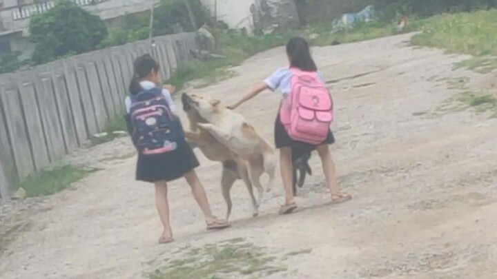 เมื่อเด็กหญิงตัวเล็ก ๆ กลับจากโรงเรียน เธอได้รับการต้อนรับจากสุนัขเลี้ยงสัตว์ของจีน 3 ตัว เป็นเช่นนี