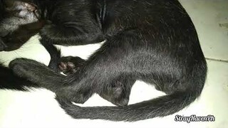 Black kittens little bigger now, Mama Dark no show up,,shes in vacation😆