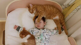 Mèo được nhặt về giành gối với em bé và lớn lên.