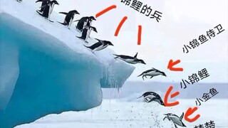 当楚楚突然跳水后，场面突然就…（｡ò ∀ ó｡）