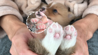 So Cute. The Late-Sleep Corgi Fell Asleep While Cutting Nails