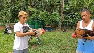 May dumayo!! Gulpe inabot ng manok nya hehe