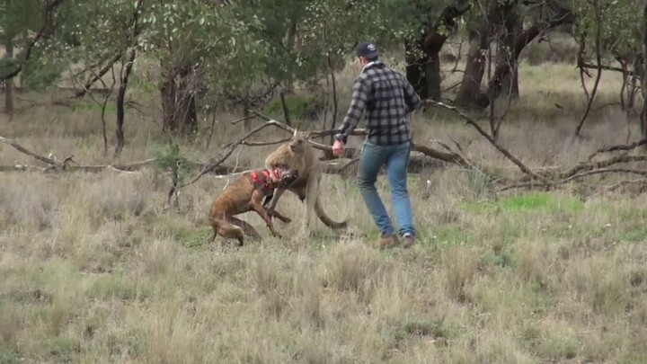 Man Saves Dog from a Kangaroo