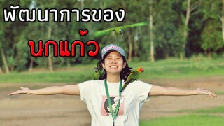 พัฒนาการของนกแก้วสามตัว EP.24