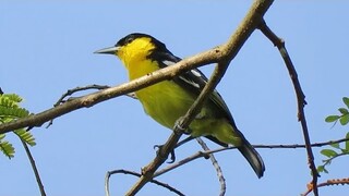 Sweet little Male COMMON IORA, Singapore