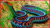 10 Most Beautiful Snakes In The World.