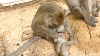 My Princess Lola Very Comfortable With Carbzilla Take Care | Baby Monkey Lola Very Happy With Mom