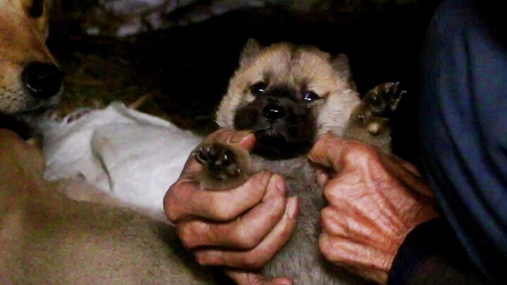 Chinese Garden Dog, anak anjing kecil yang baru menginjak usia satu bulan telah mengenali pemiliknya