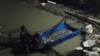 Manen ikan nila di kolam