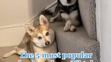 Can you guess which dog breed is the most popular on TikTok? learnontiktok