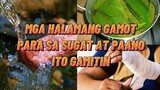 MGA HALAMANG GAMOT PARA SA SUGAT |Philippines