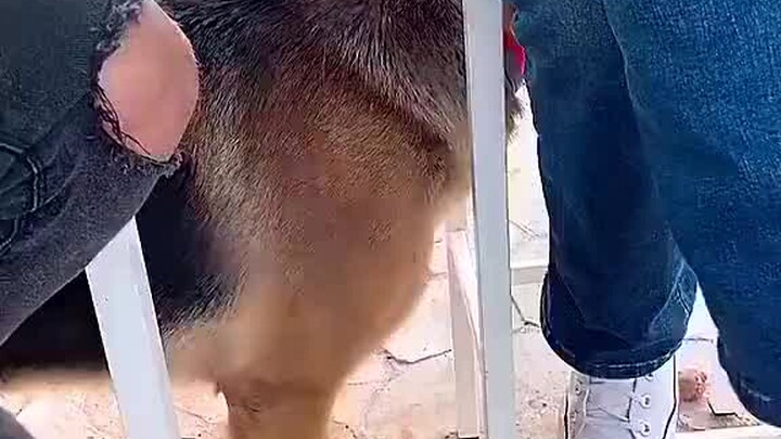 German Shepherd: Tên đó đang chôn xác đấy.  