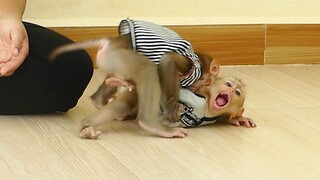 Funny Animals | Very Amusing When Brother Maki Happy Play With Baby Monkey Maku