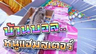 บ้านบอลหนูแฮมสเตอร์ สไลเดอร์ทำเอง |  Hamster Slider Ball House - DING DONG DAD