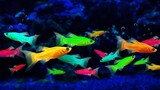 7 jenis ikan hias air tawar kecil yang bisa disatukan
