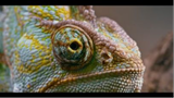 Wild Life Animal's Cinematic Video