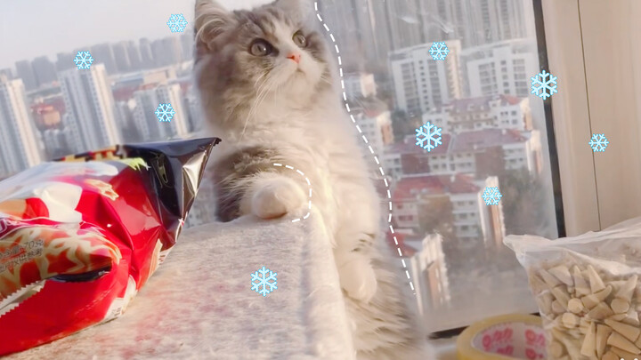 [Nhật ký nuôi mèo] Mèo con lần đầu thấy tuyết rơi