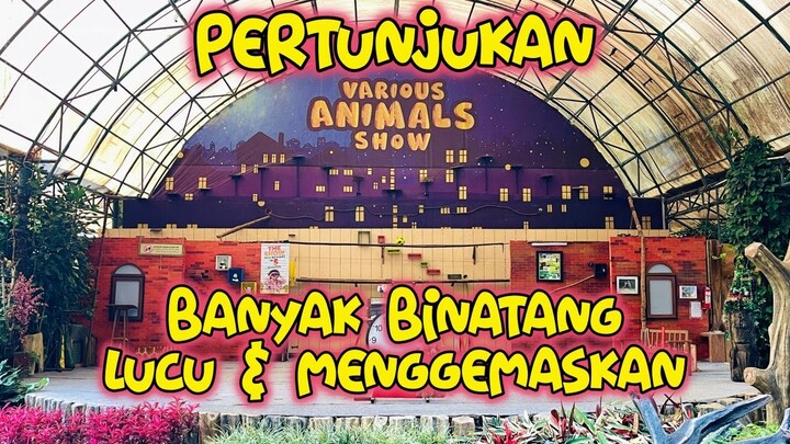 PERTUNJUKAN VARIOUS ANIMALS TAMAN SAFARI