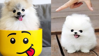 Cute Pomeranian Puppies Videos Compilation Cute VN