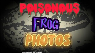 poison frogs and dart frogs photos