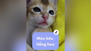 Mèo mà kêu éc éc:)) cutecats  catsoftiktok meocute meow fyp xuhuong