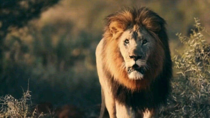 Panthera leo