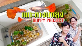 โปรเจ็คเพาะพันธุ์ปลาหางนกยูง 2สูตร [GUPPY PROJECT] l คุณพ่อคราฟ