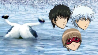 Versi hewan Gintama, ajaib sekali!