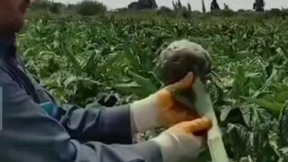 我国没有大面积种植它是有一定道理的