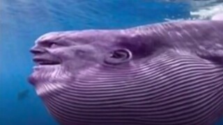 YOU LAUGH YOU BECOME WHALE