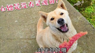 拿牛肉犒劳田园犬露露，它瞬间漏出痴汉笑容，这次终于不白嫖了