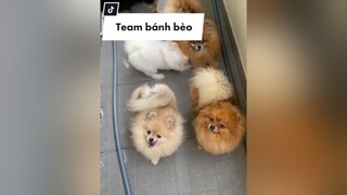 Nghĩ tới cảnh tắm rửa tụi nó mà mệt :)) pomeranian phocsoc pom thucung chamsocthucung dongvat petlover doglover chomeodethuong cho