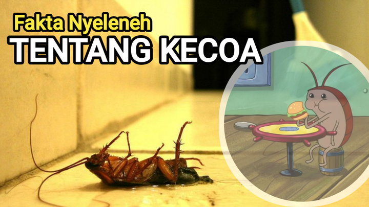 Fakta Unik tentang Kecoa