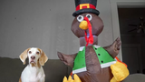 Dog vs Turkey สุนัขตลก Maymo Thanksgiving