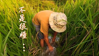今年这稻花鱼，真是让人惊喜啊……