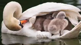 THIS  FATHER SWAM  CARRIES HIS BABIES...